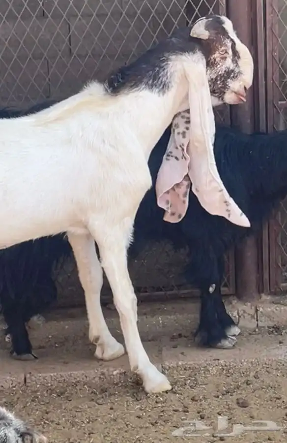 تيس فحل ثني 0