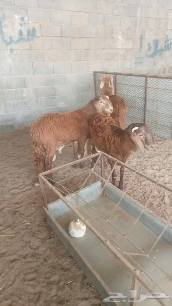 سواكن تم البيع خارج الموقع 1
