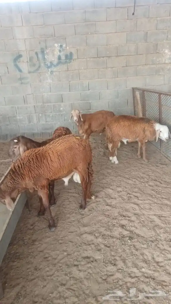 سواكن تم البيع خارج الموقع 2