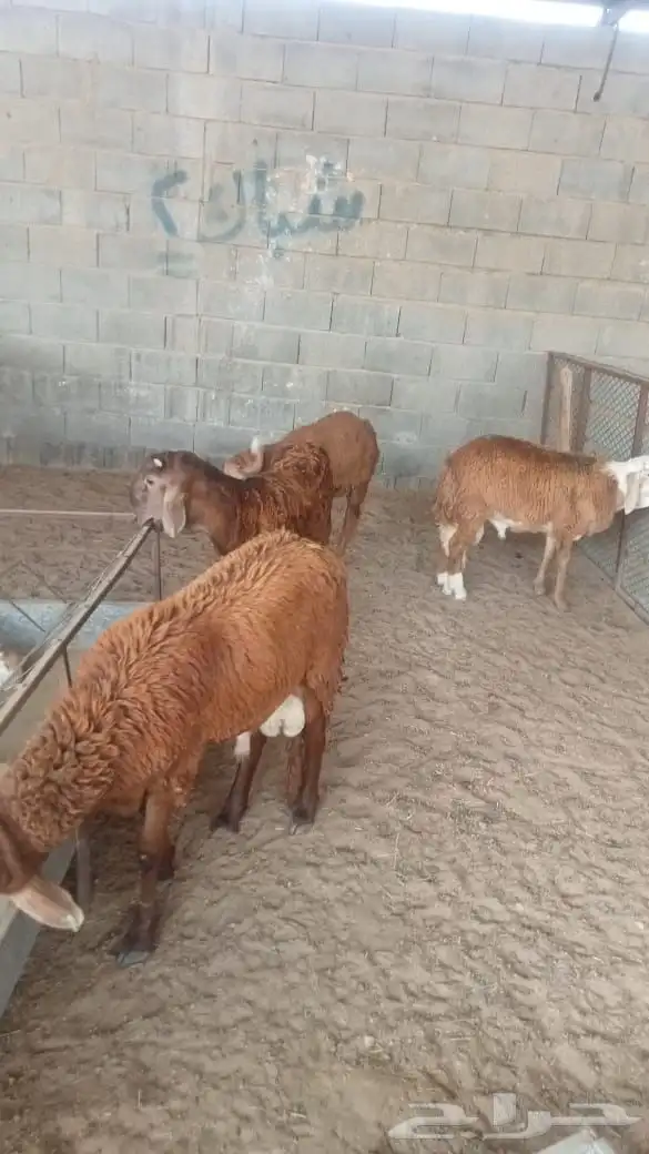 سواكن تم البيع خارج الموقع 4