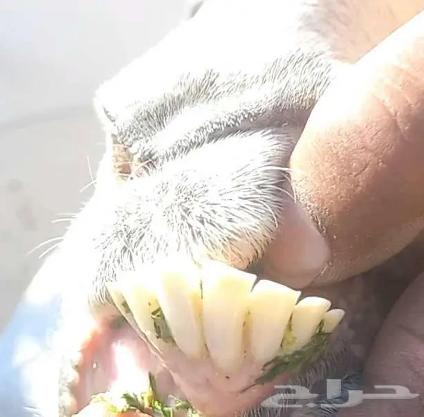 (تم البيع ) عنزين ولد مصريات بيض صنف طيب 22