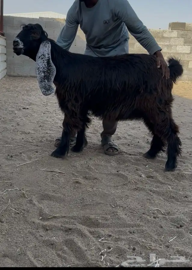 جفار عوارض تم البيع 0