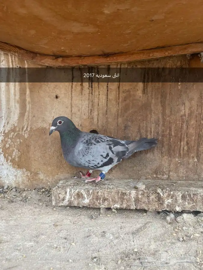 حمام زاجل 1