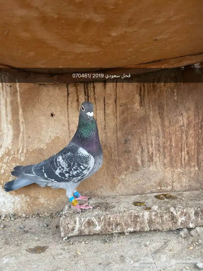 حمام زاجل 5