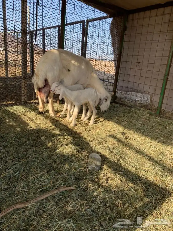 نعجه متوم با طليان. تم البيع 3