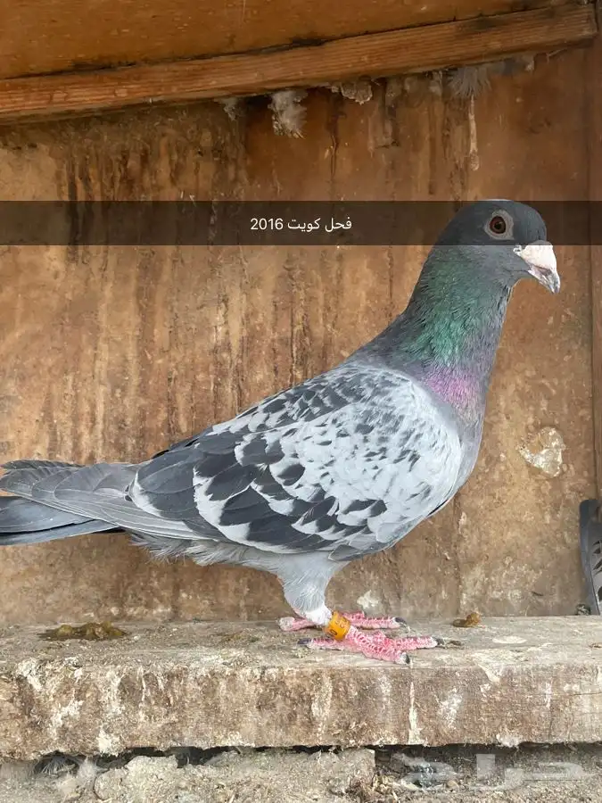 حمام زاجل 2