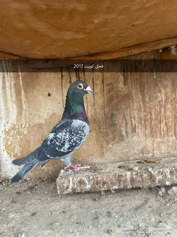 حمام زاجل 4