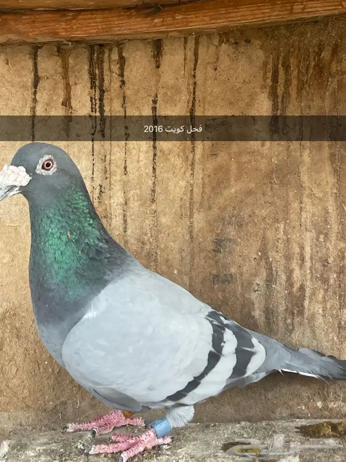 حمام زاجل 3