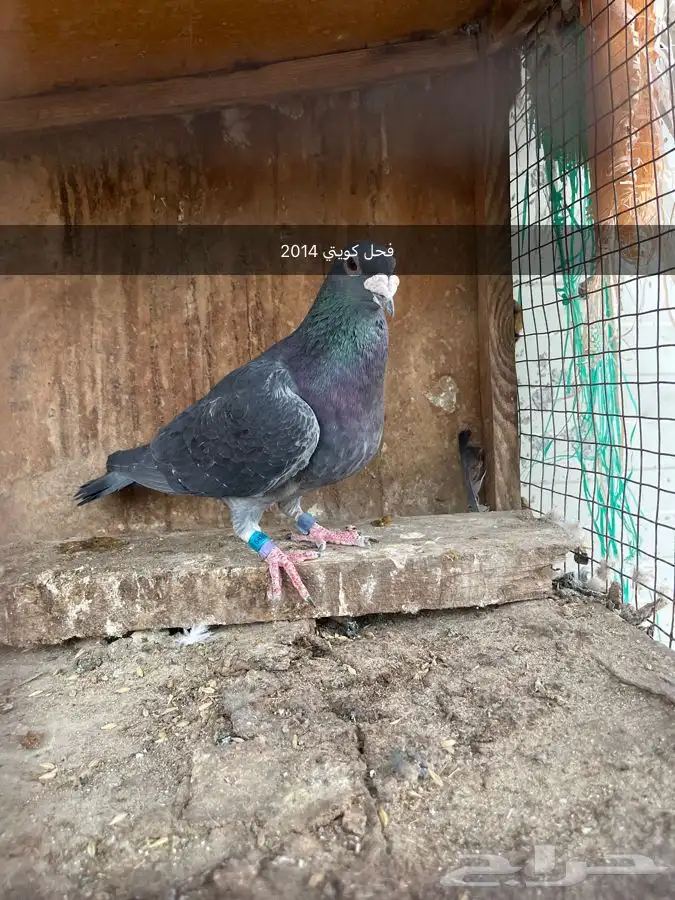 حمام زاجل 6