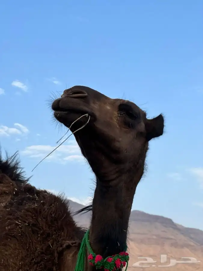 خلفه للبيع مشروطه 7