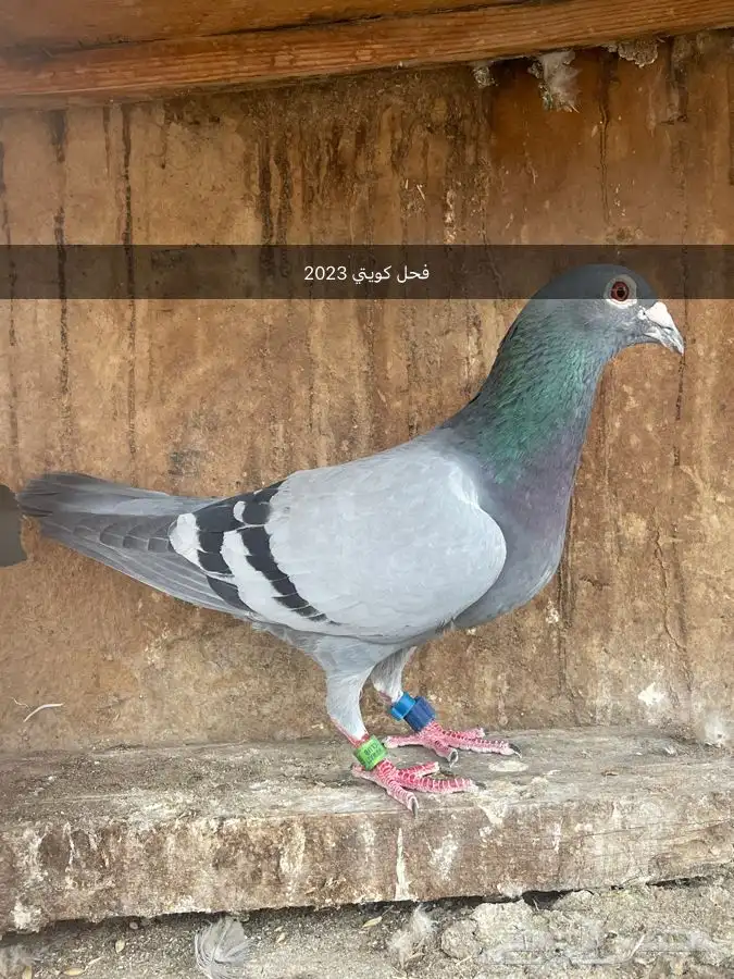 حمام زاجل 0
