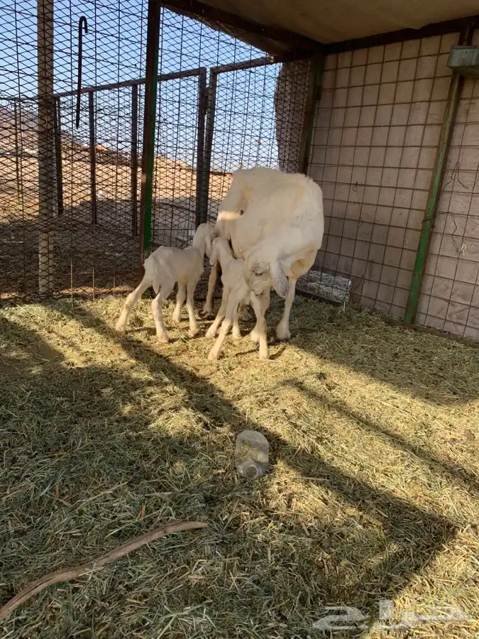 نعجه متوم با طليان. تم البيع 1