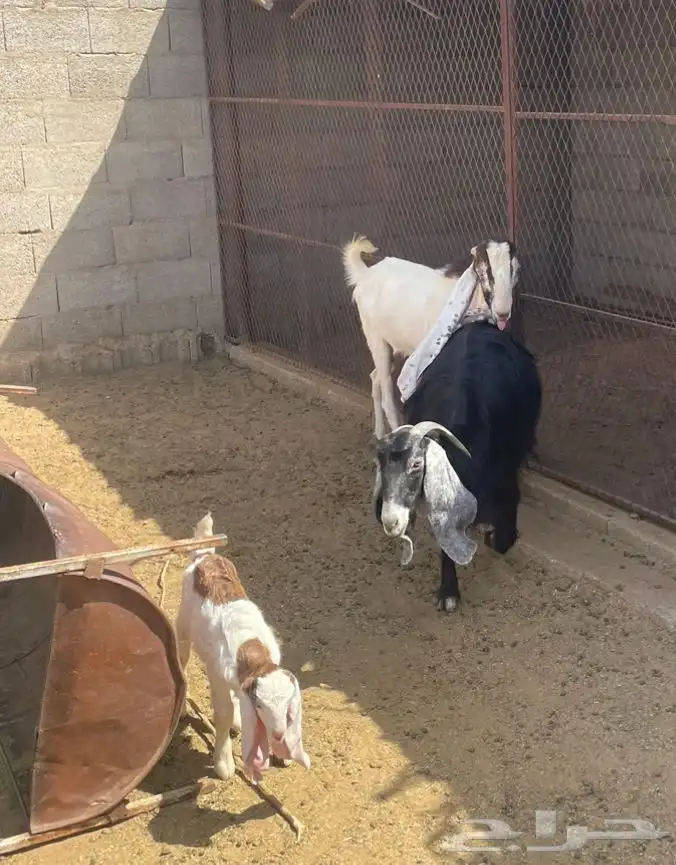 تيس فحل ثني 1