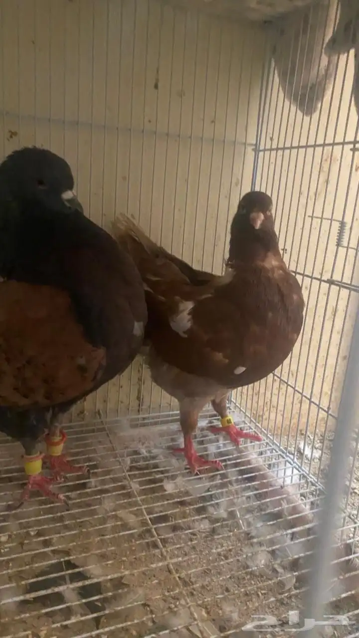 ذكور كنق منتجه 2