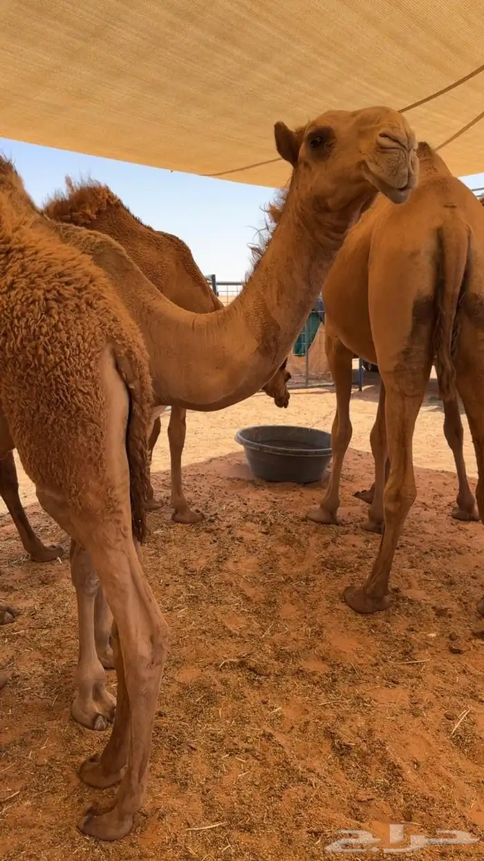 للبيع مفروده شعلا 0