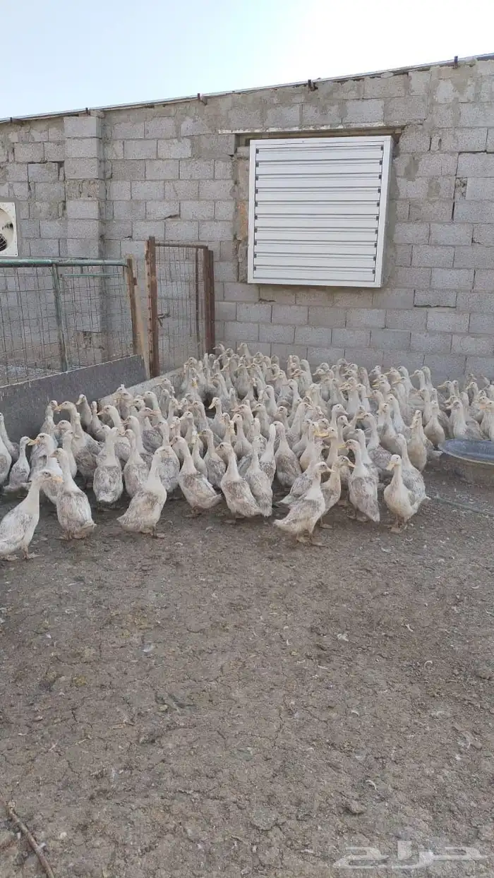 للبيع بط بكيني 1
