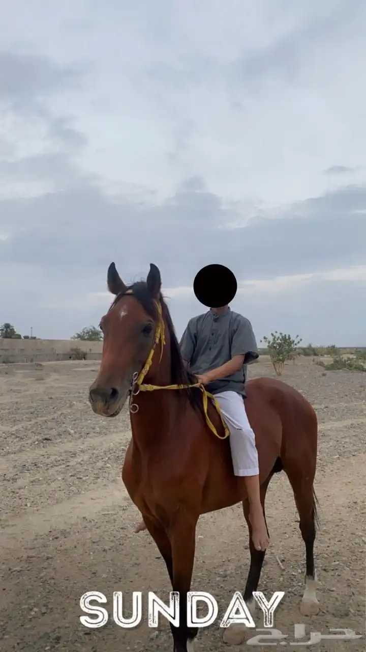 حصان شعبي 1