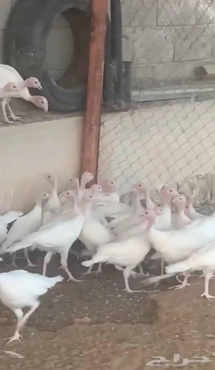 دجاج رومي 0
