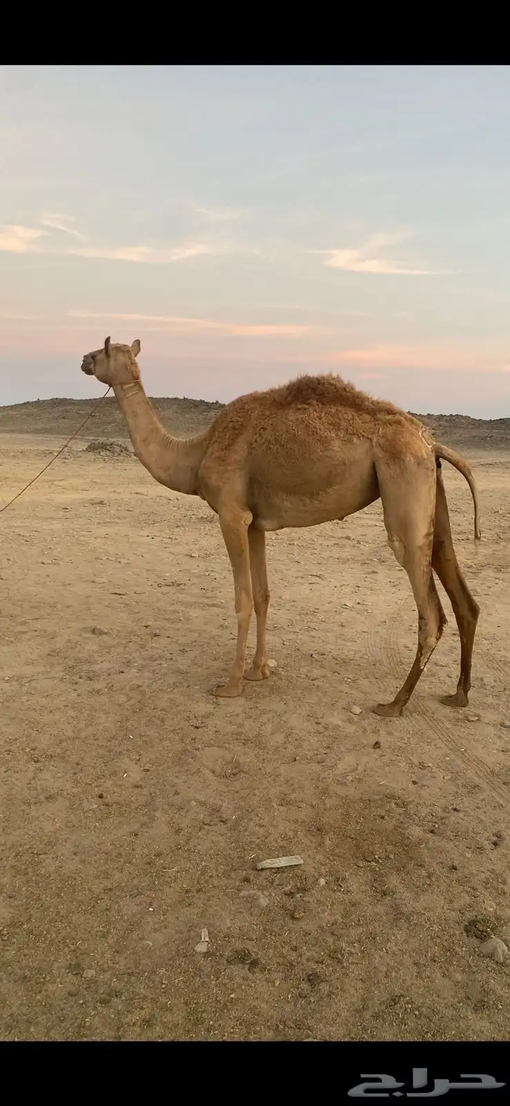 بكره للبيع 0