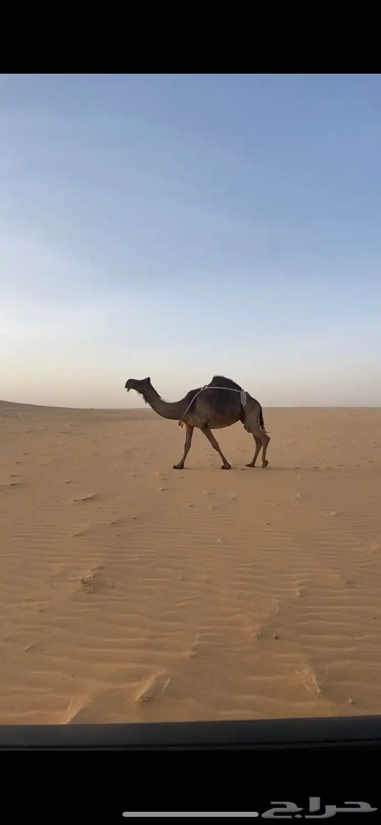 لقحه 0