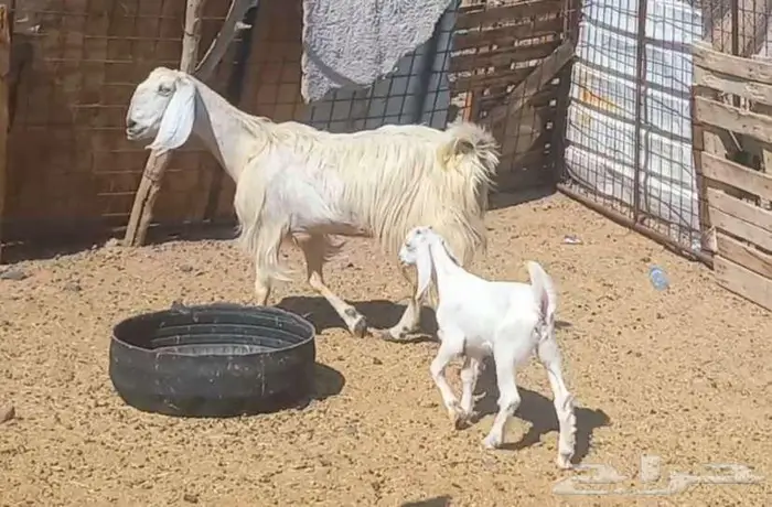(تم البيع ) عنزين ولد مصريات بيض صنف طيب 21