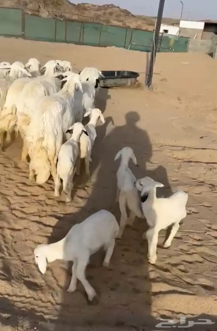 غنم دفع ولاد رخال 1