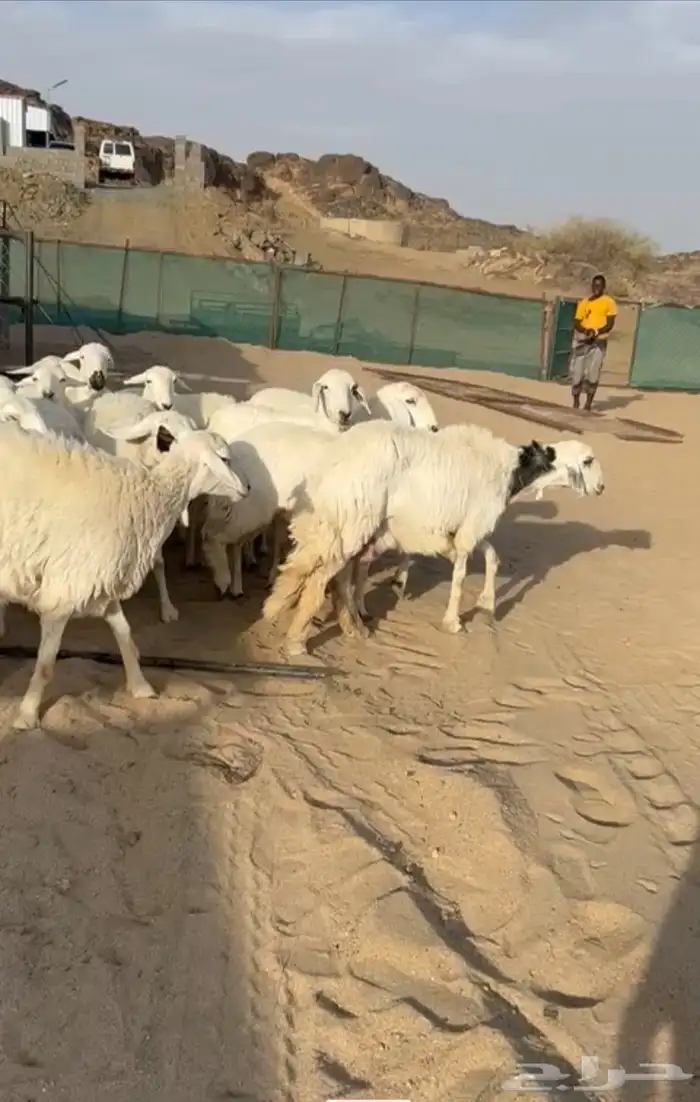غنم دفع ولاد رخال 2