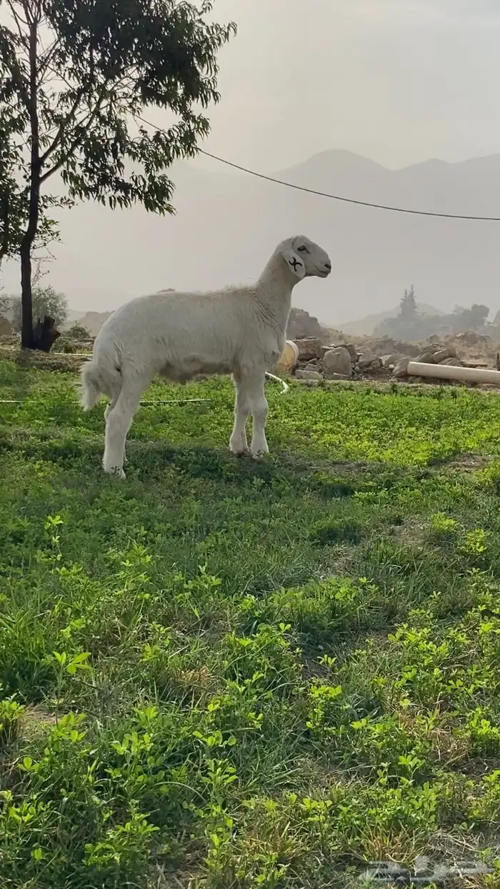 ذبايح للبيع مع السلخ و التوصيل 0