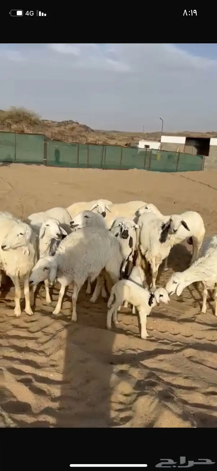 غنم دفع ولاد رخال 0