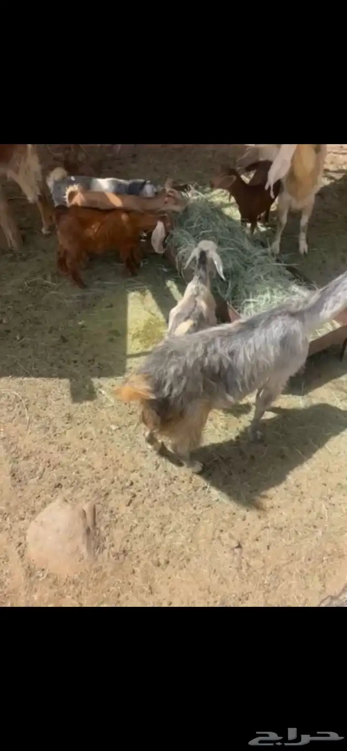 معزا 1