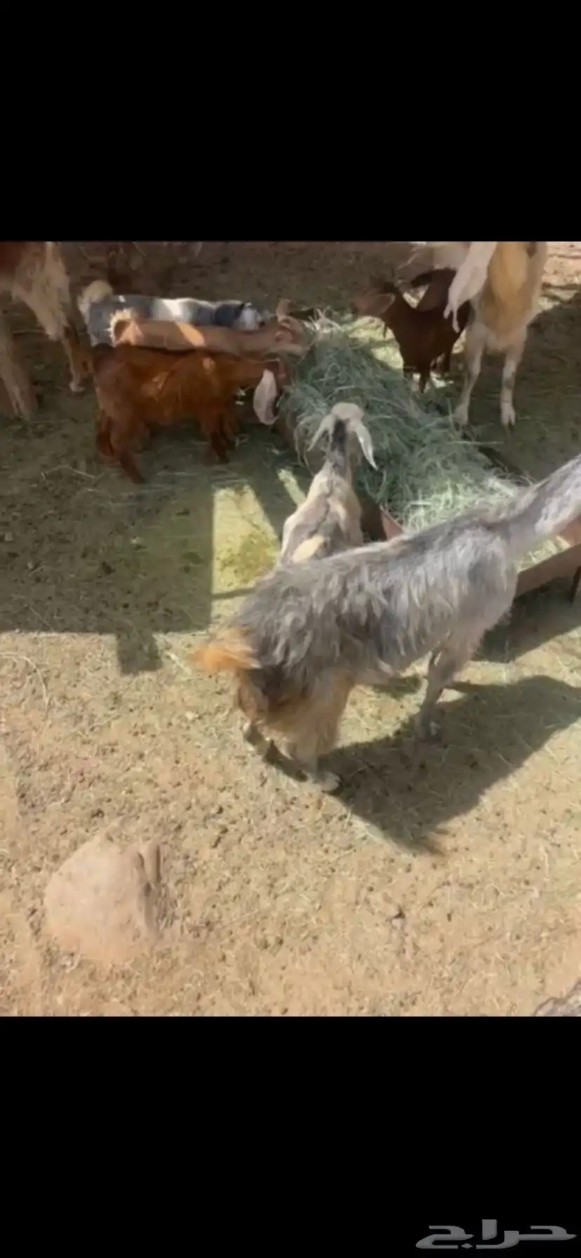 معزا 1