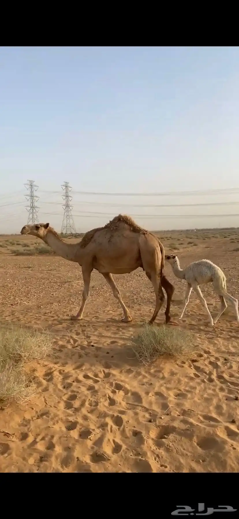 خلفا ثنو على جميع الشروط 0