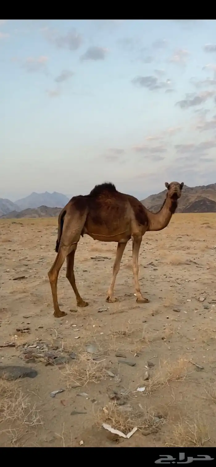 ناقه لقحه 0