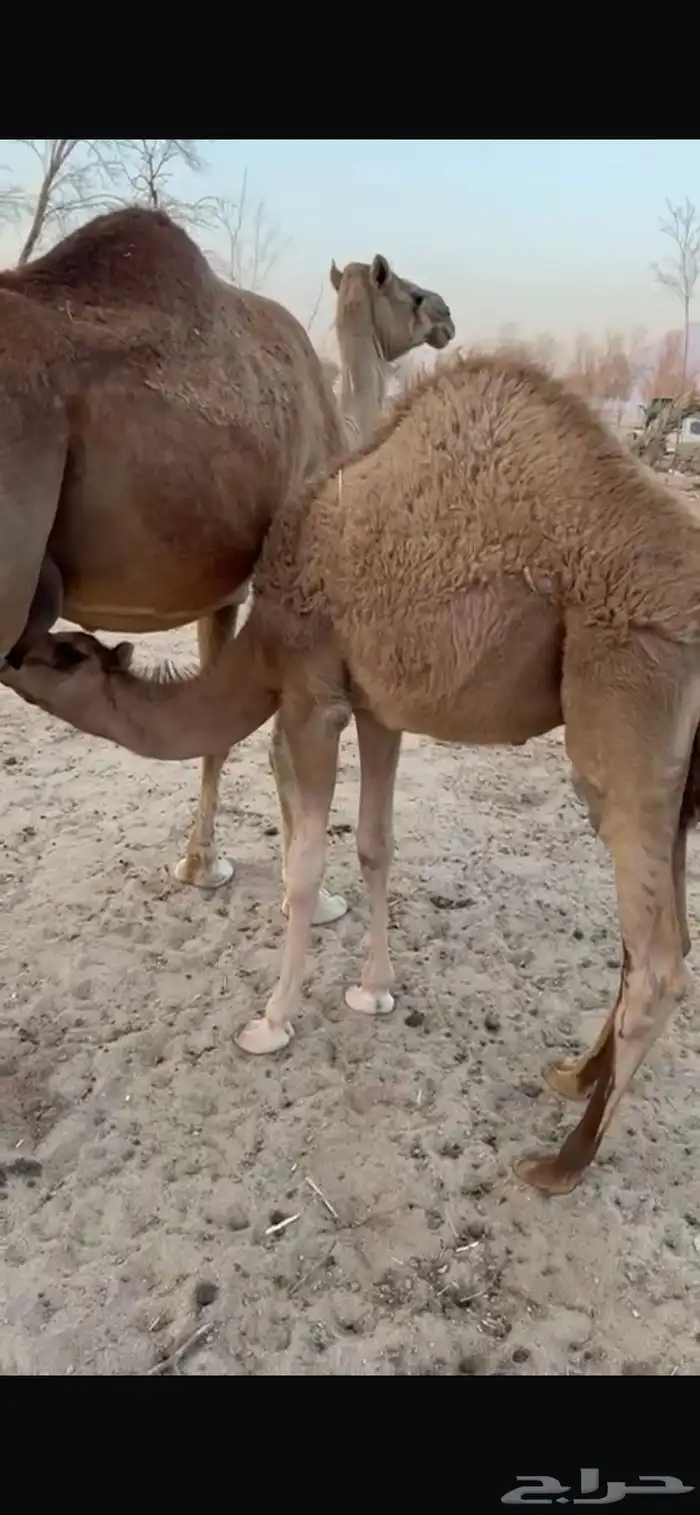 قعدان طيبه للبيع 0