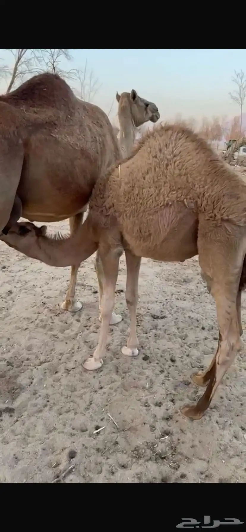 قعدان طيبه للبيع 0