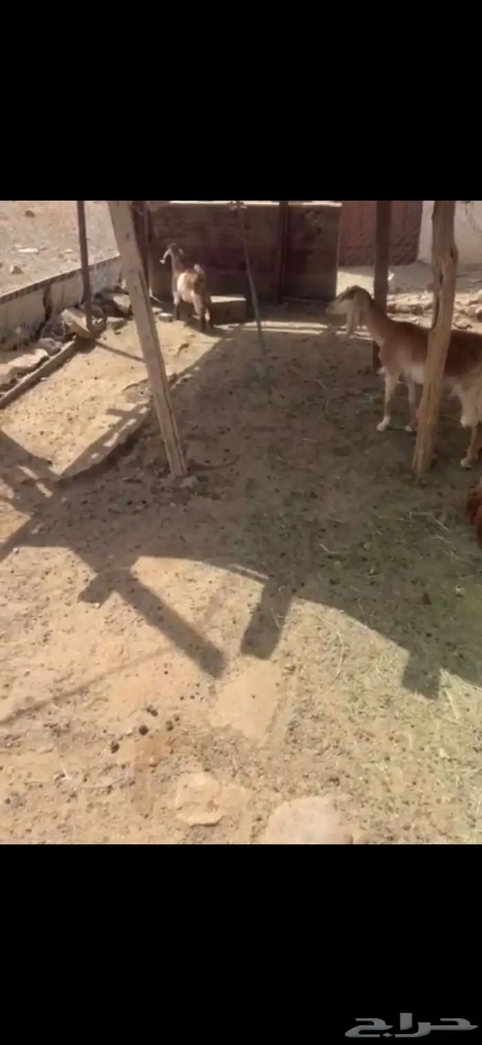 معزا 2