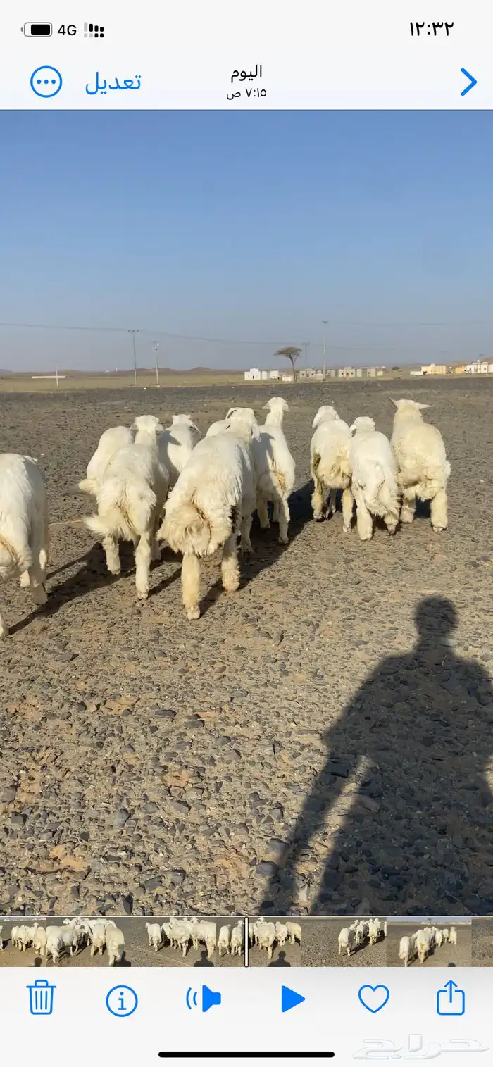 طليان حري طيبه 0