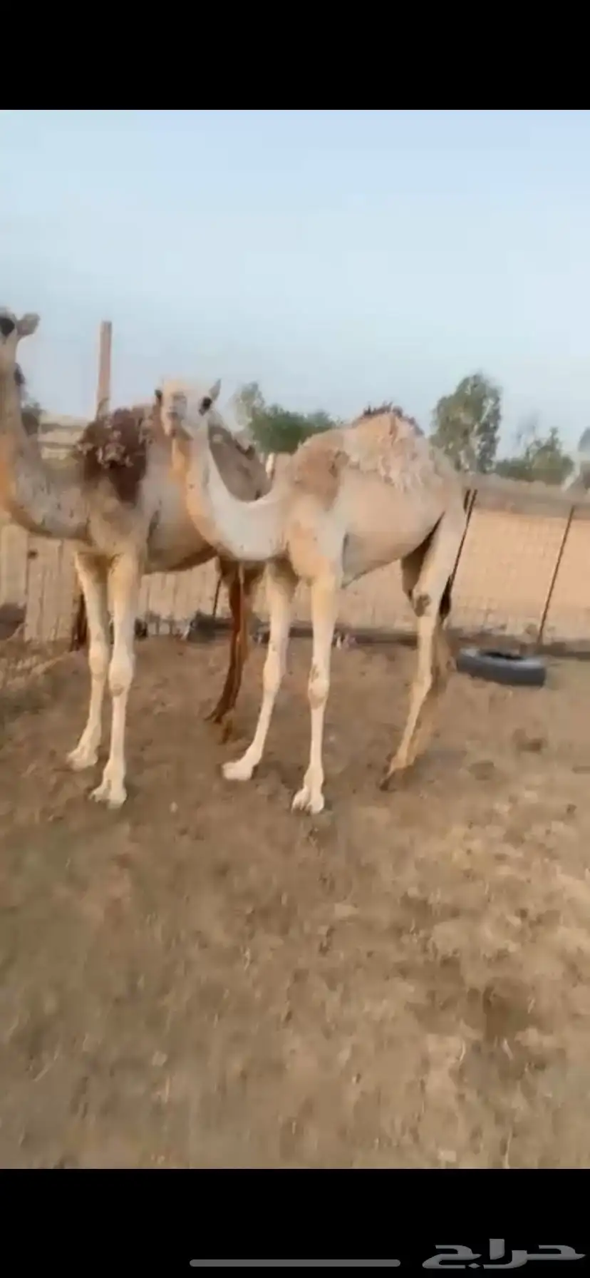 للبيع بكار 0