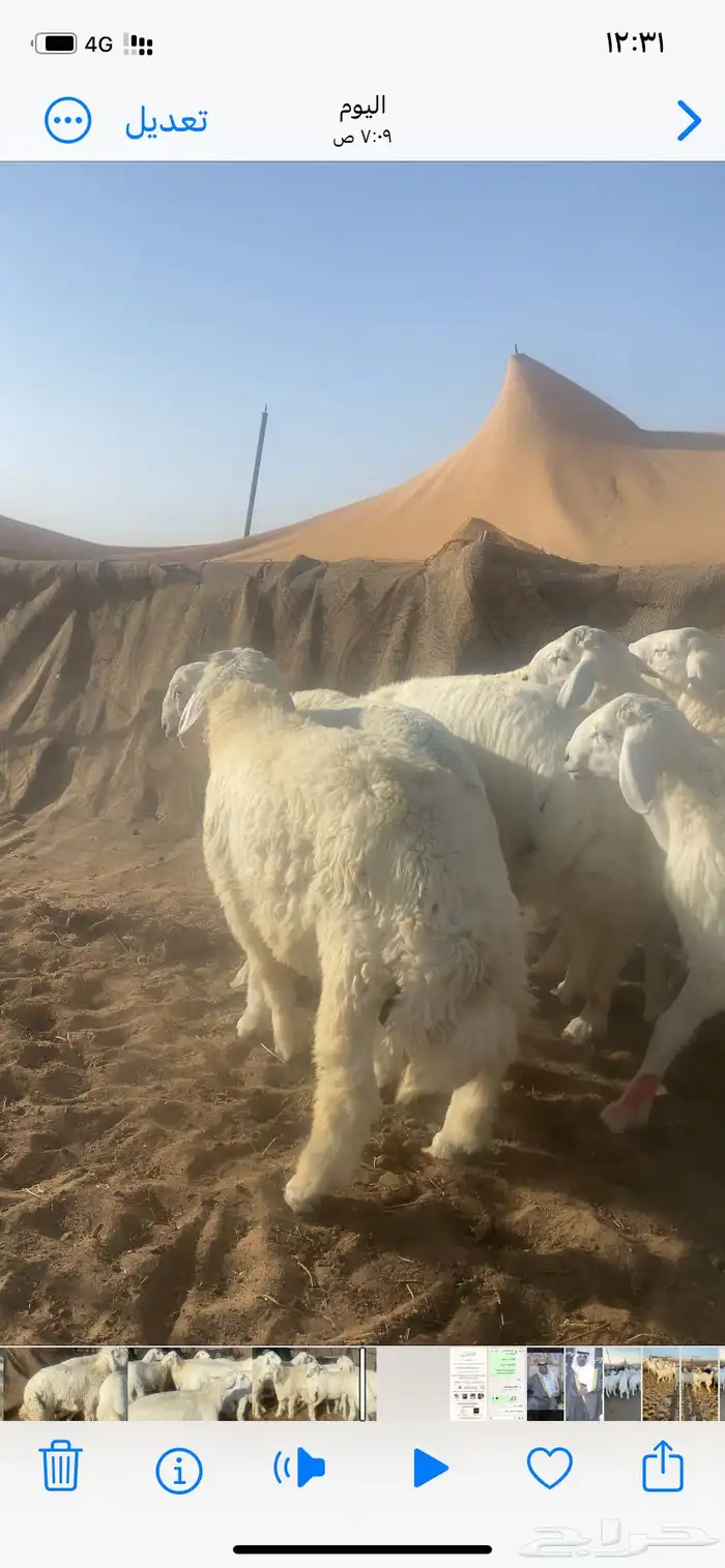طليان حري طيبه 3