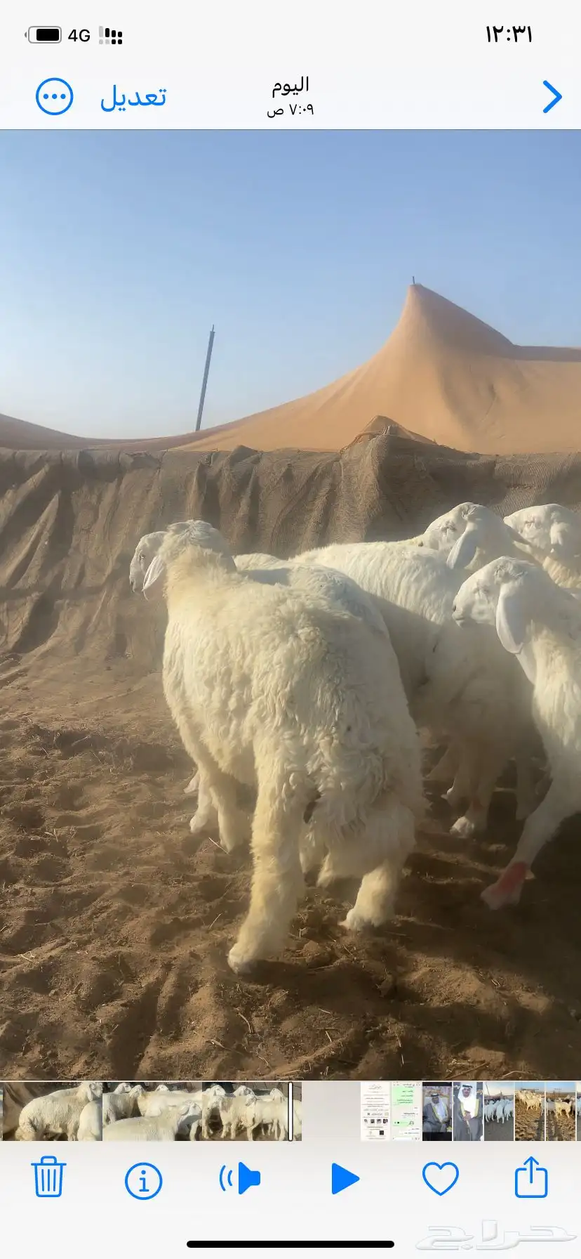 طليان حري طيبه 3