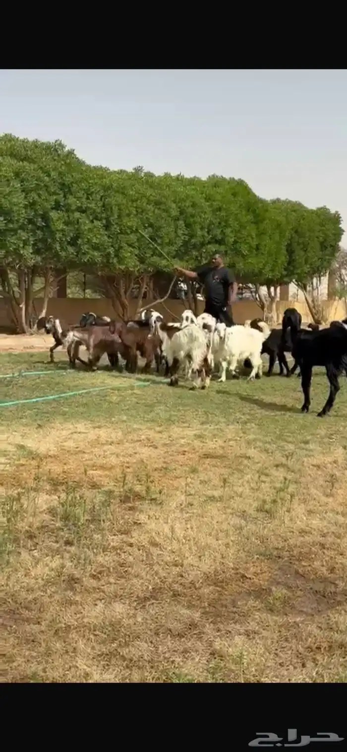 للبيع جفرات مشاريك مقاني طيبه 8