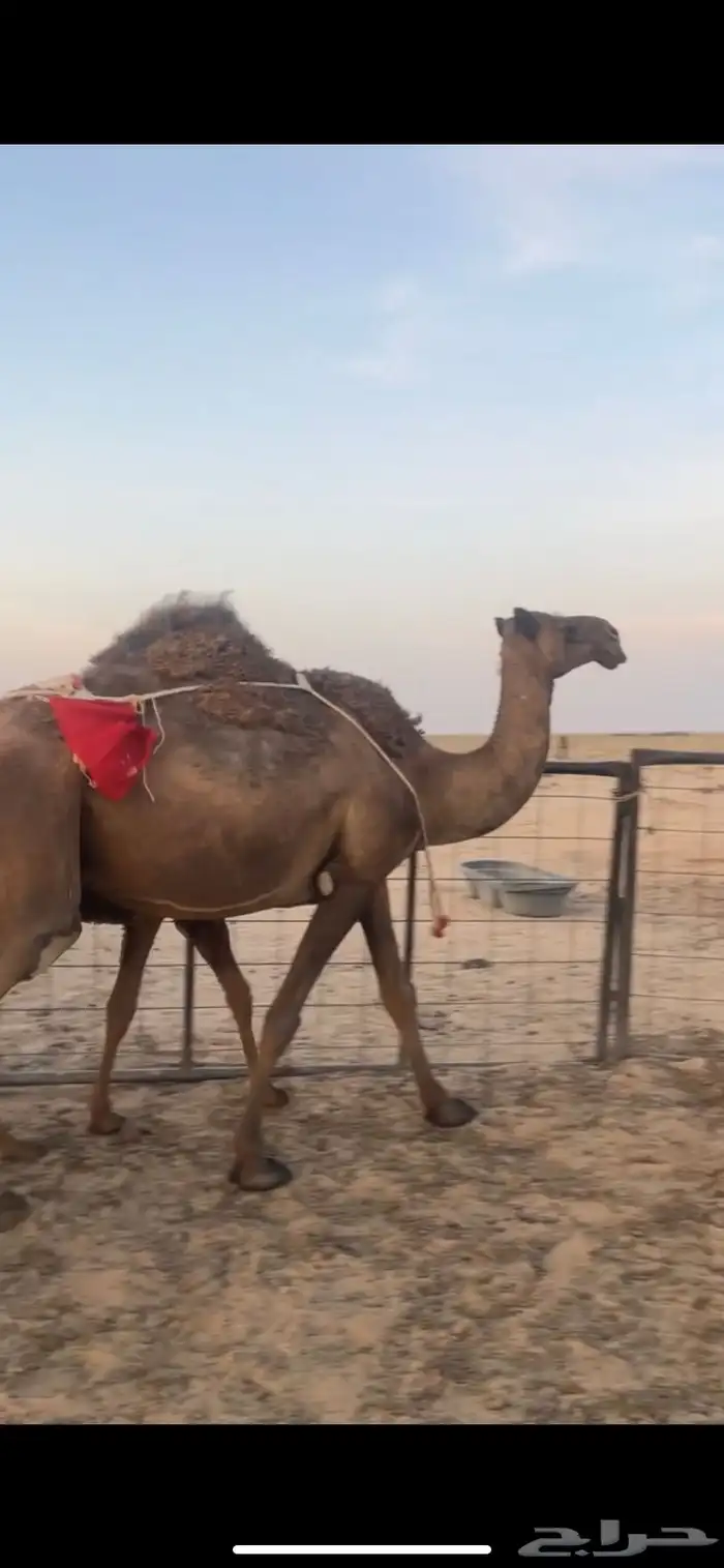 خلفه تحتها بكرة 0