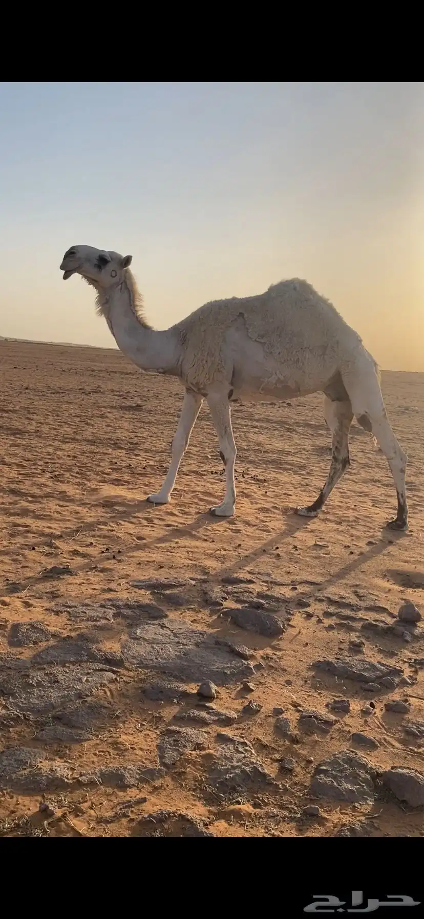 لقحه رمانيه 0