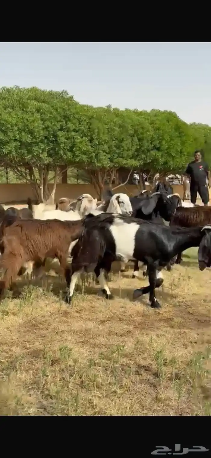 للبيع جفرات مشاريك مقاني طيبه 4