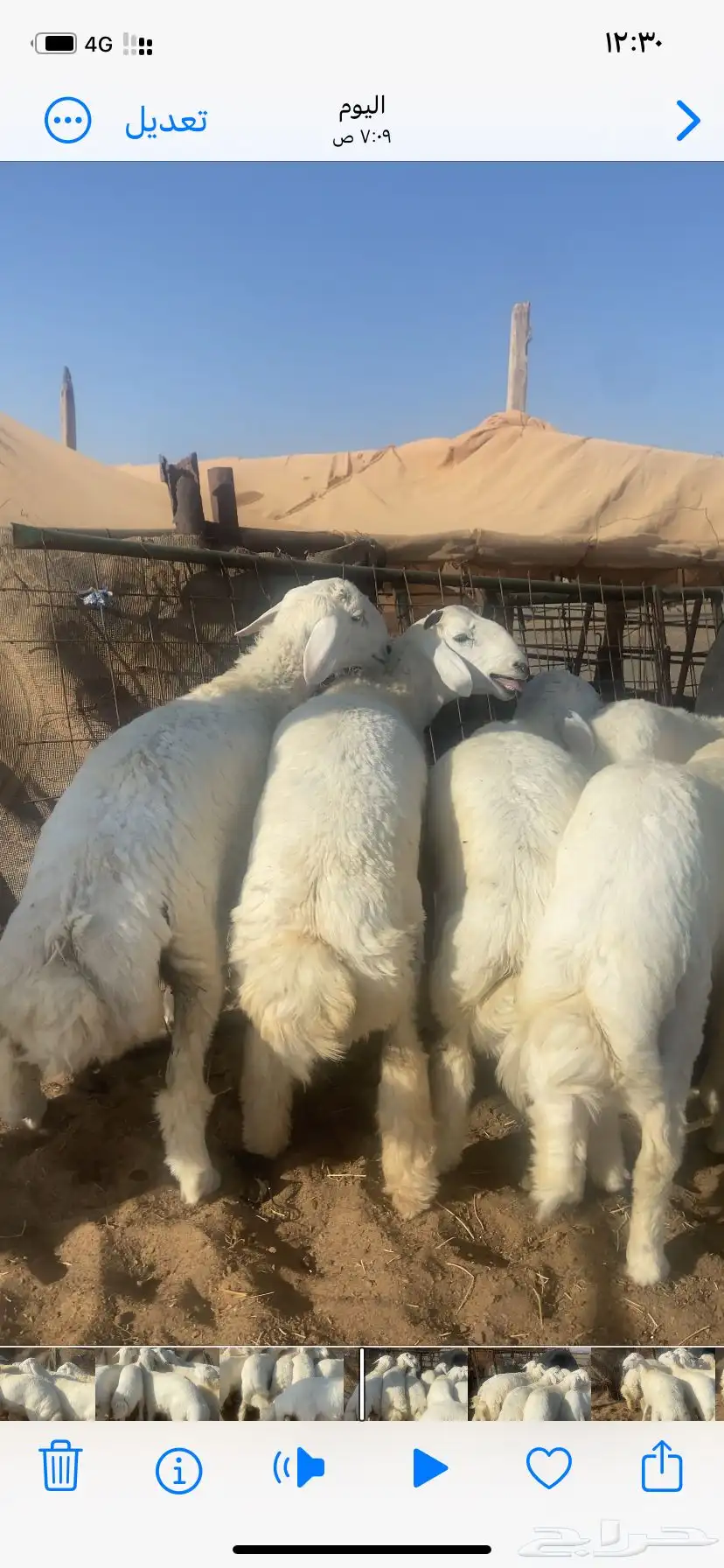 طليان حري طيبه 4