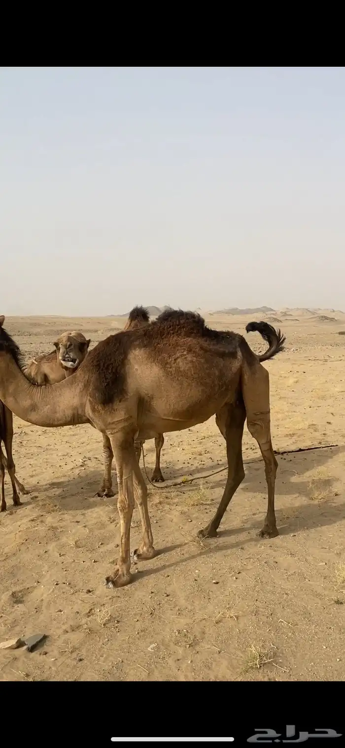 ناقه لقحه 2