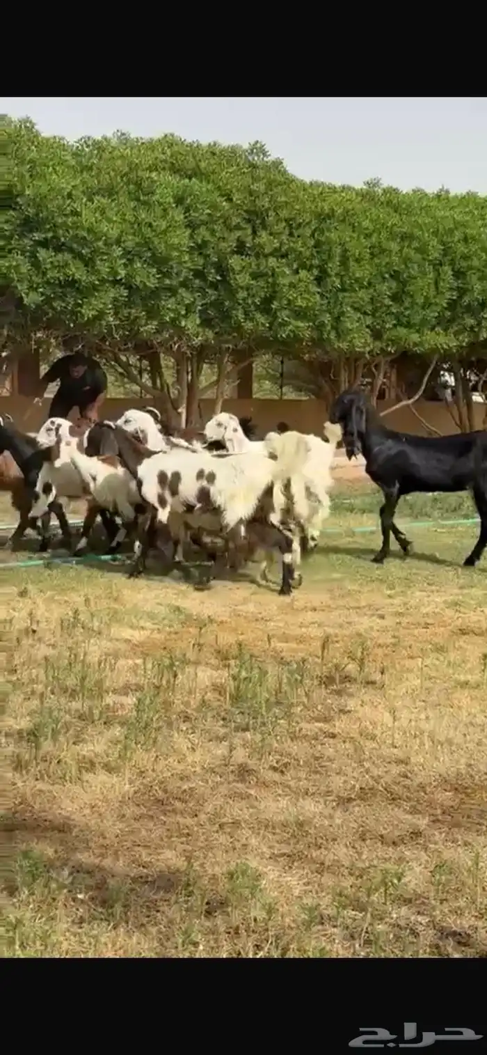 للبيع جفرات مشاريك مقاني طيبه 7