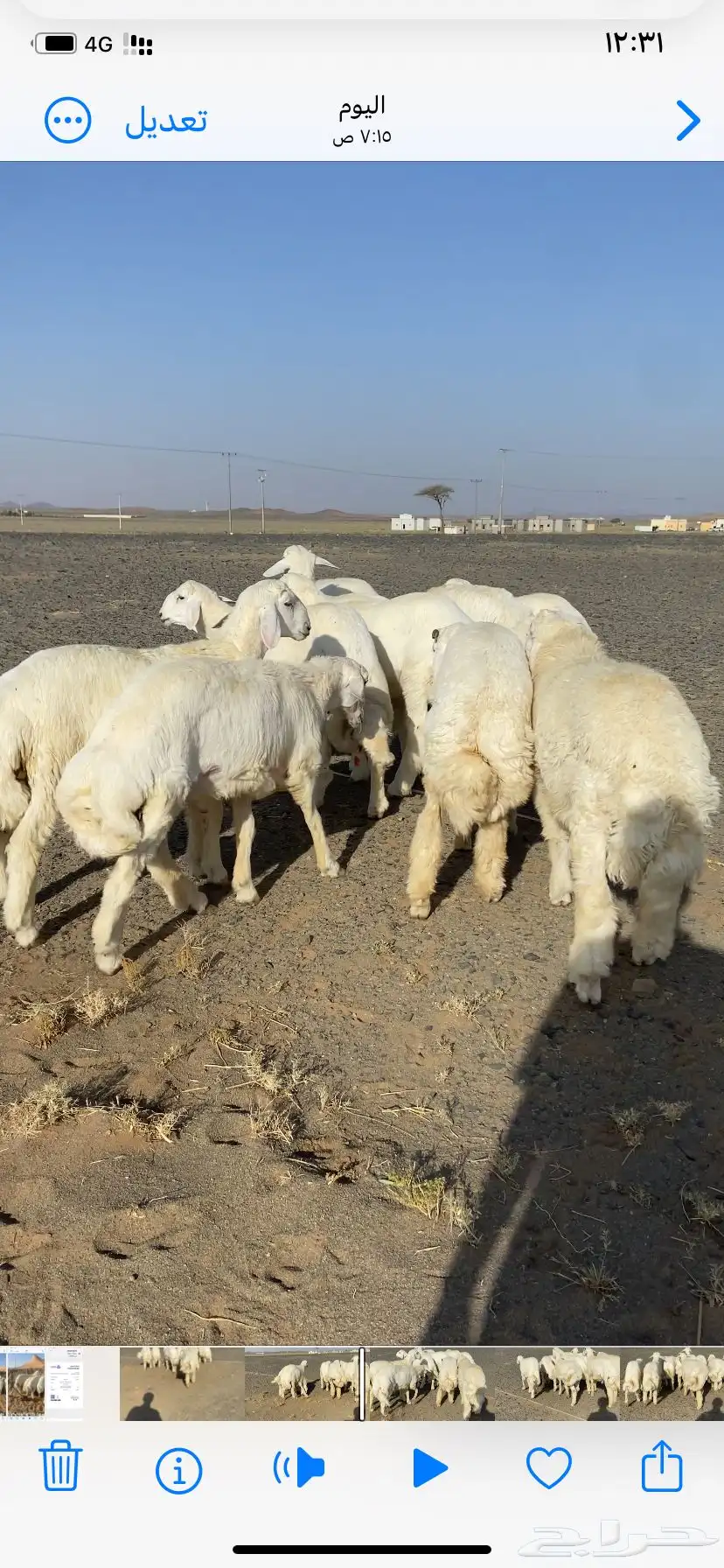 طليان حري طيبه 1