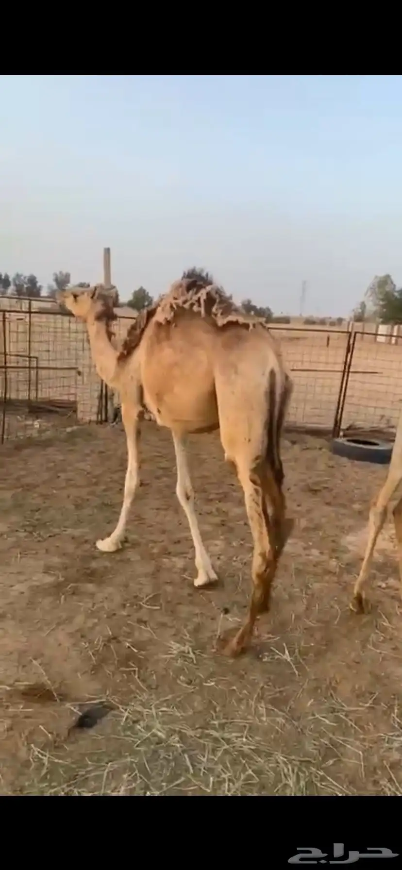 للبيع بكار 1