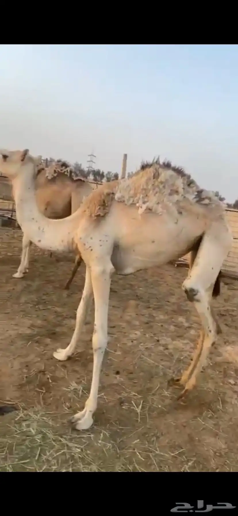 للبيع بكار 2
